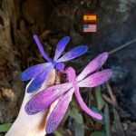Libélula
