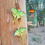 Mariposa luna