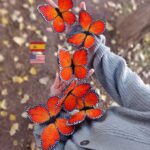 Mariposa monarca